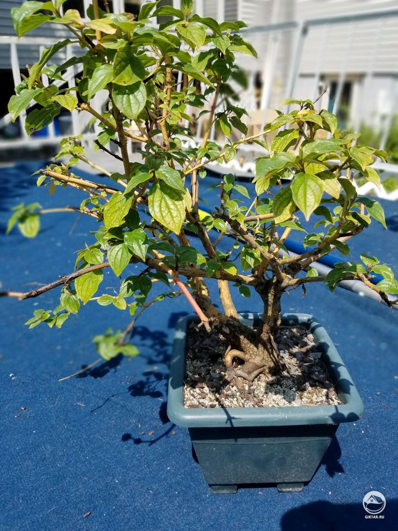 Кизил в виде бонсай