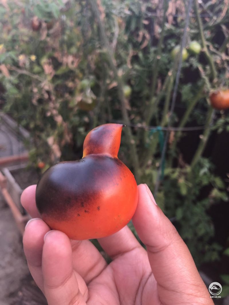 Помидор в виде уточки.