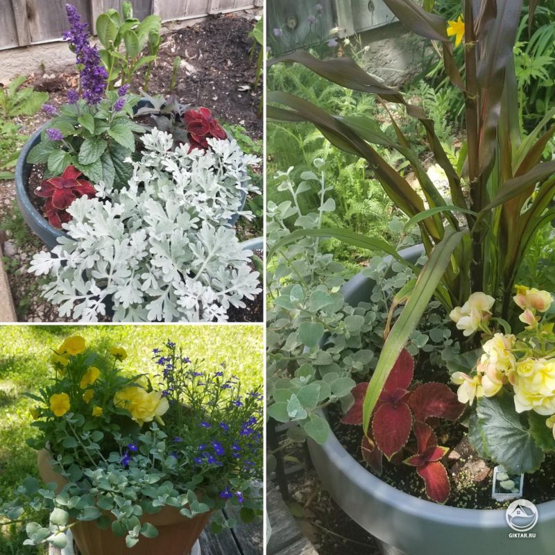 Однолетники