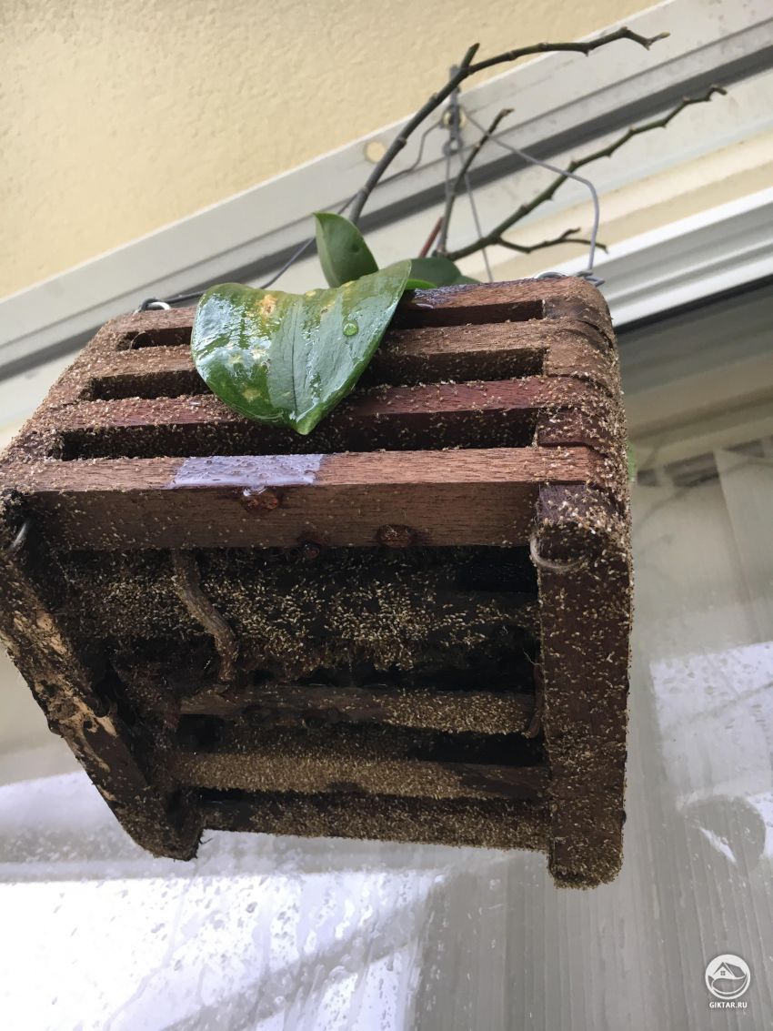 Муравьи напали на орхидею - что делать ?