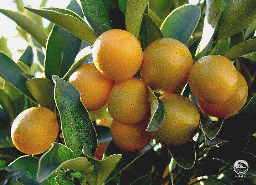 Мейва (Fortunella crassifolia ) Мейва (Fortunella crassifolia )