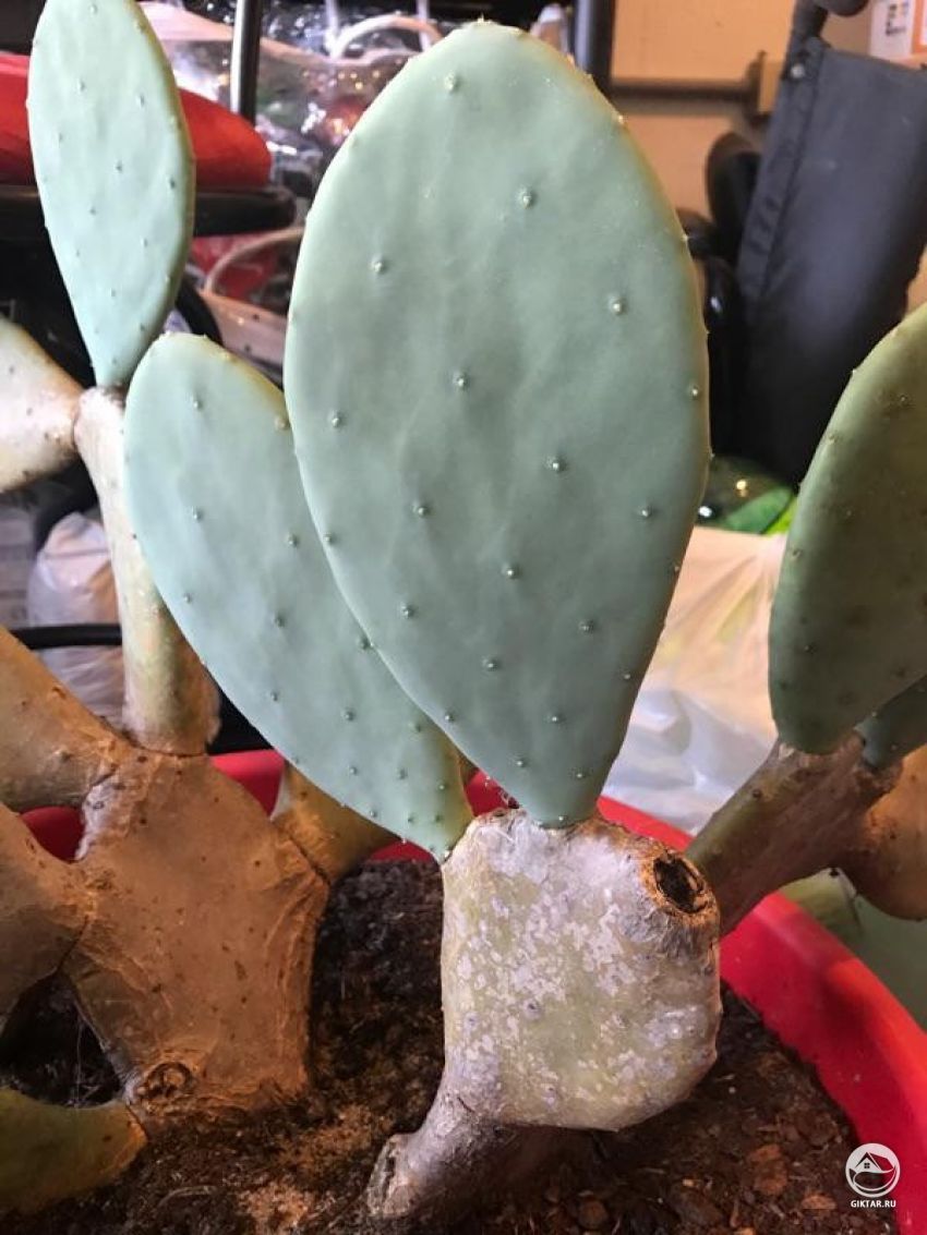 Что происходит с этой опунцией?