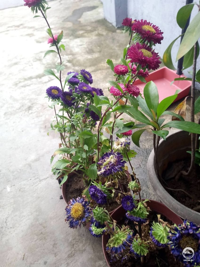 Что это за цветы? Также, как я должен заботиться о них? Они умирают :(