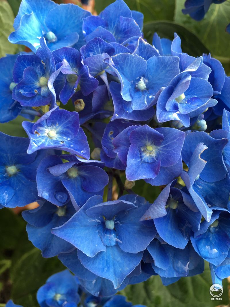 Прекрасная голубая гортензия.