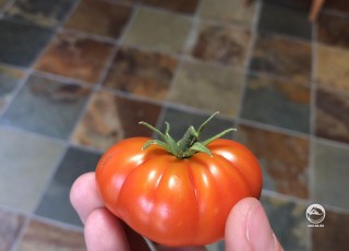 Мой помидор в этом году совсем крохотный