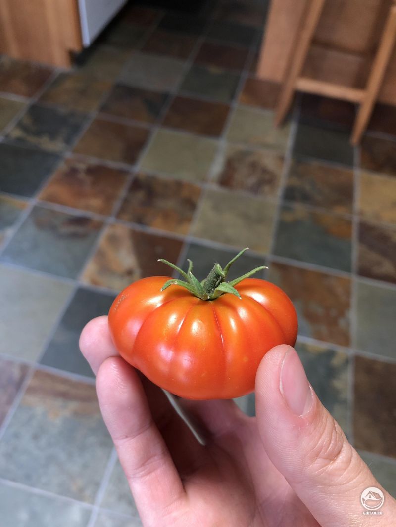 Мой помидор в этом году совсем крохотный