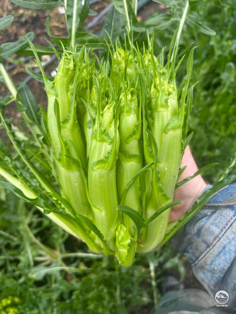 Спаржевый каталонский цикорий - Puntarelle