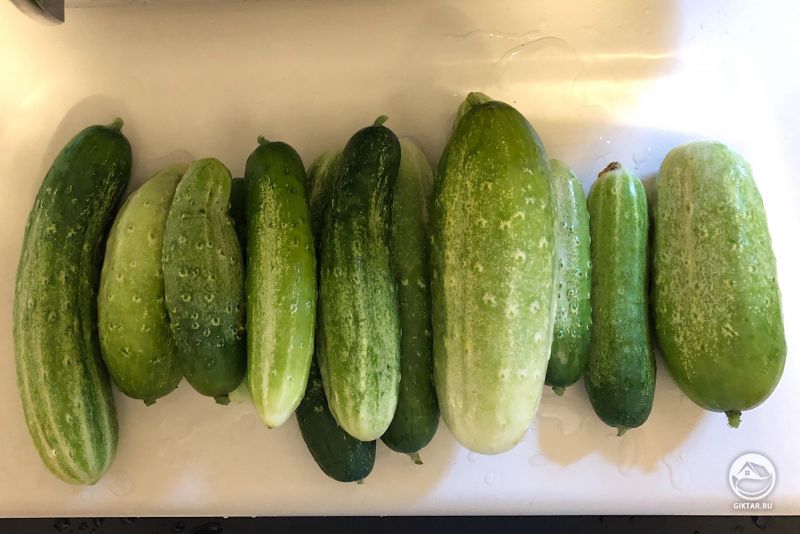 Дневной урожай. Думаю, что я сделаю сегодня вечером малосольные огурчики!