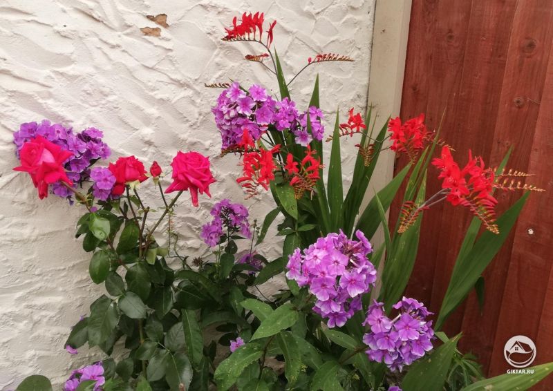 Крокосмия, флоксы и Роза Red Devil.