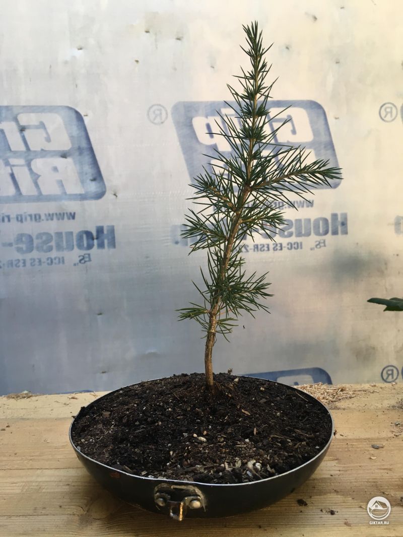 Ливанский кедр. бонсай
