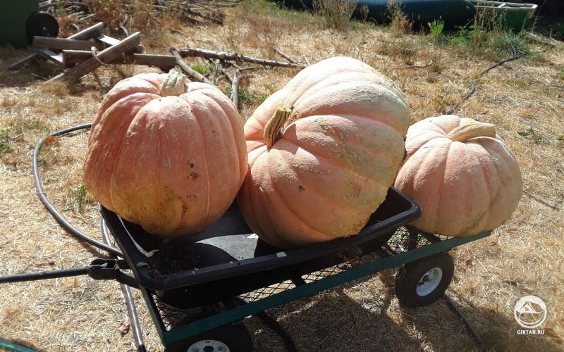 Урожай Тыквы