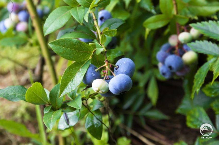 Подкормка голубики Подкормка и удобрение голубики