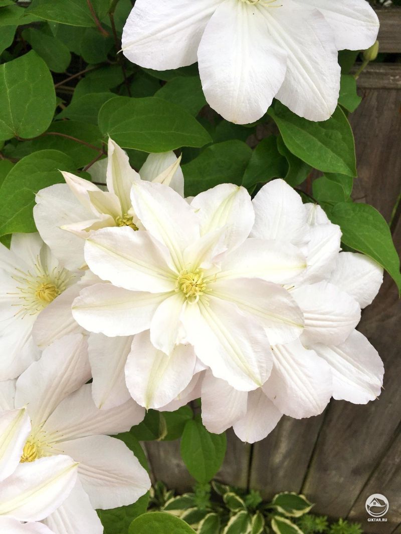 Клематис снежно-белый.