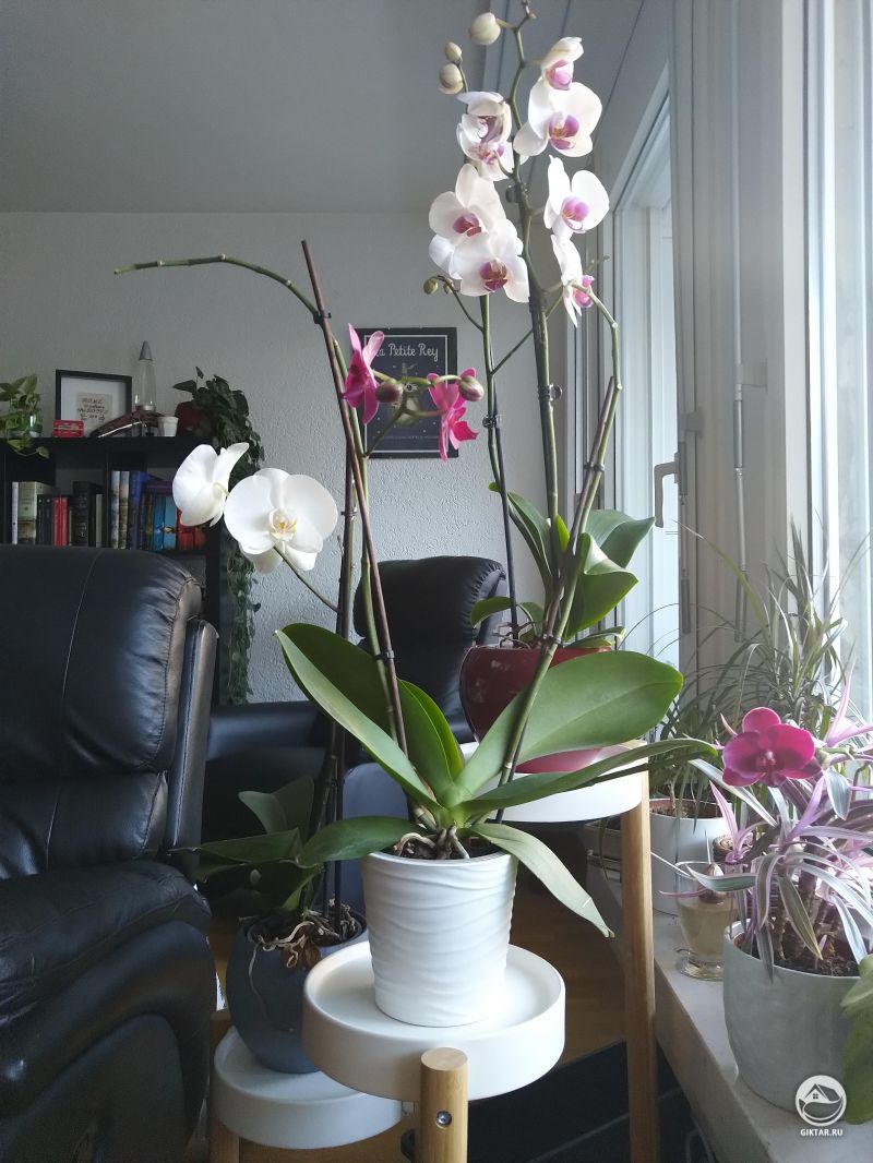 Мои цветущие фаленопсисы