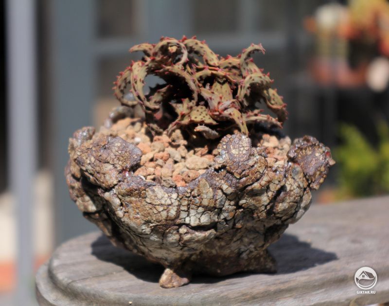 Алоэ кастиллони в самодельном горшке