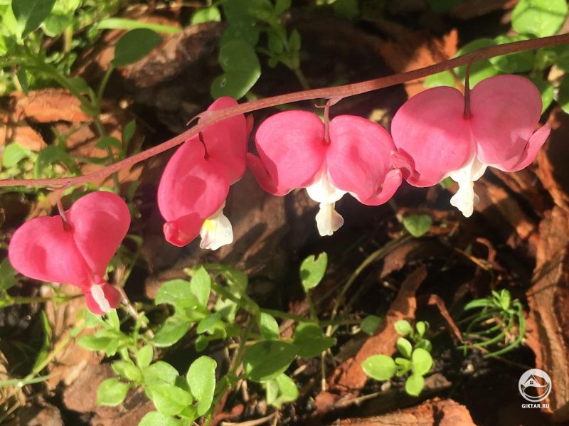 Разбитое сердце растет в тени и пракрасно себя чувствует.