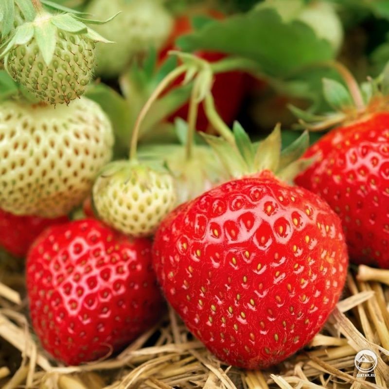 Вырастила клубниру из семян, сорт "Мара де Буа"