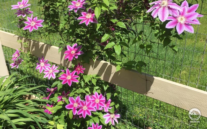 Клематис. Цветение.