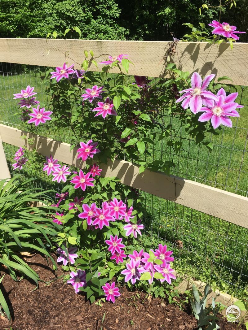 Клематис. Цветение.