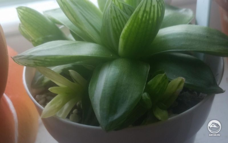 Хавортия притупленная с детками