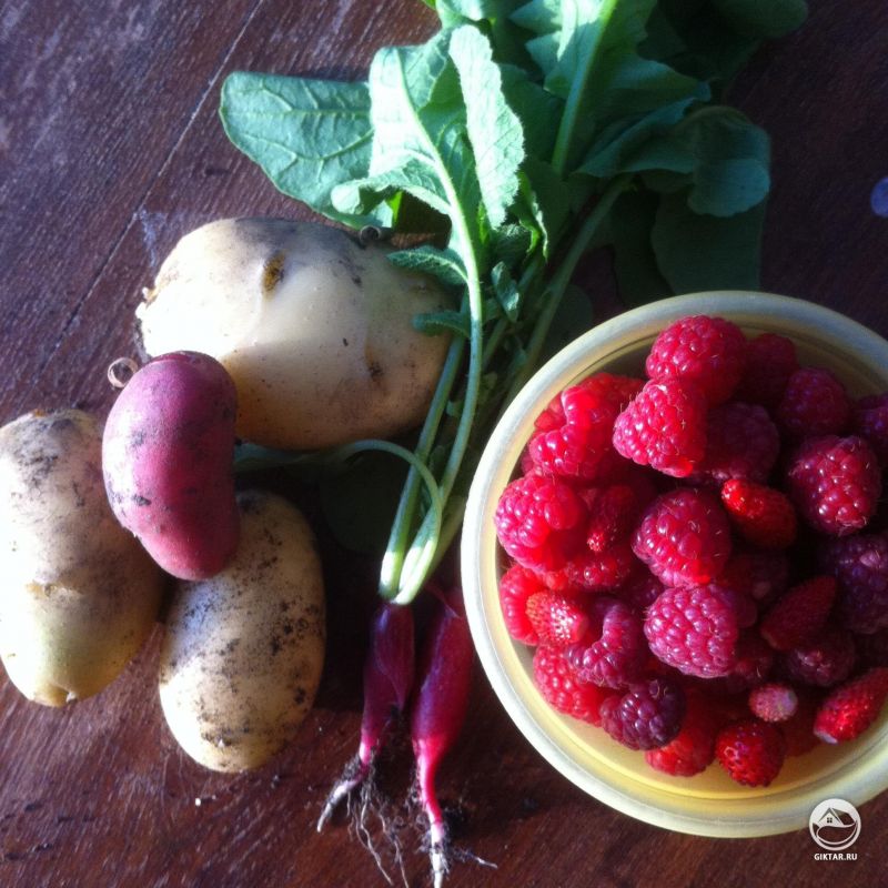 Первый раз сажаю овощи - немного выкопала, чтобы посмотреть результат.