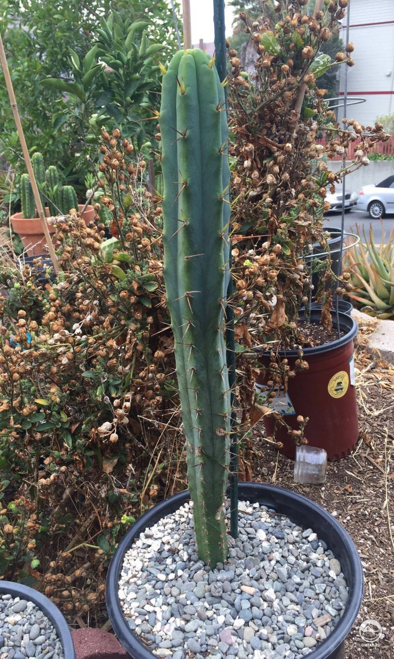 Трихоцереус Бриджеса