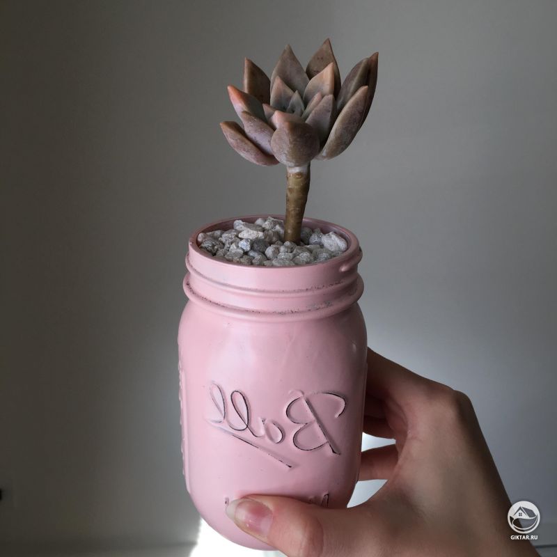 Мой граптопеталум парагвайский