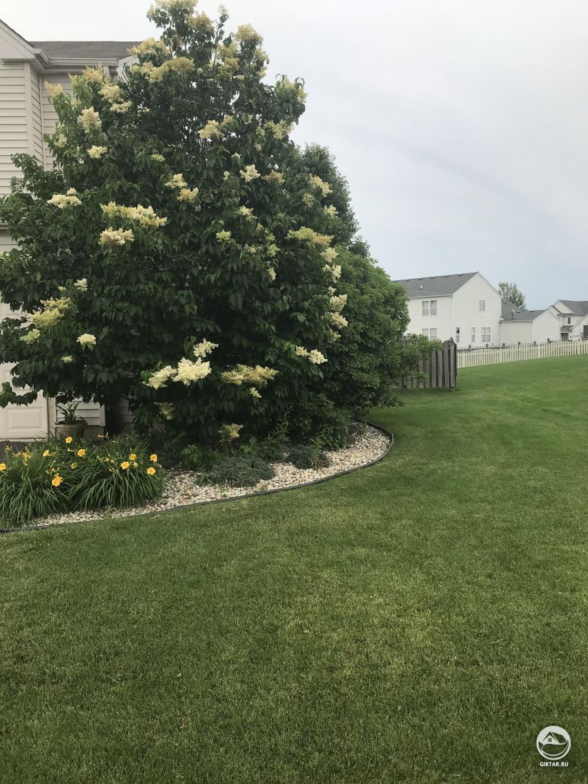 Что это за куст или дерево?