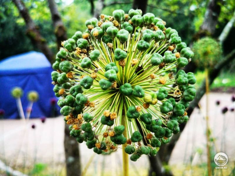 Цветок как шар на палке