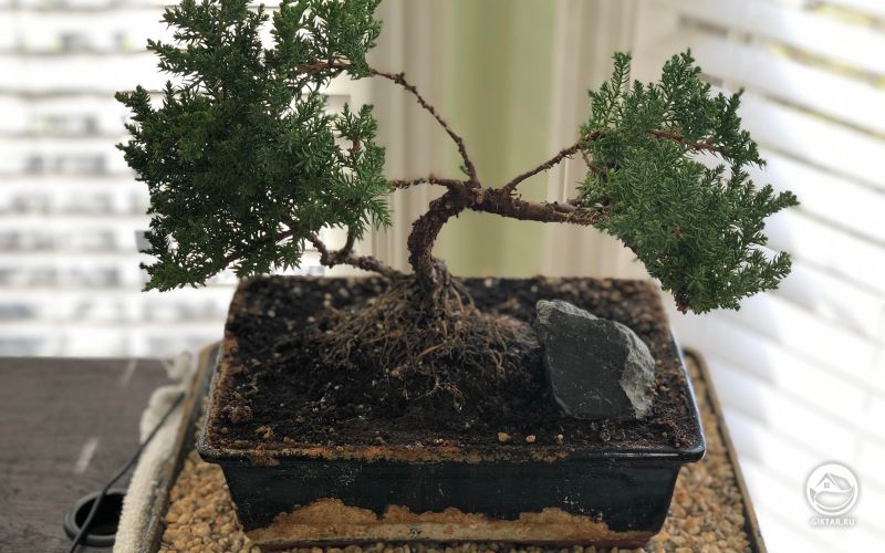 Можжевельник бонсай