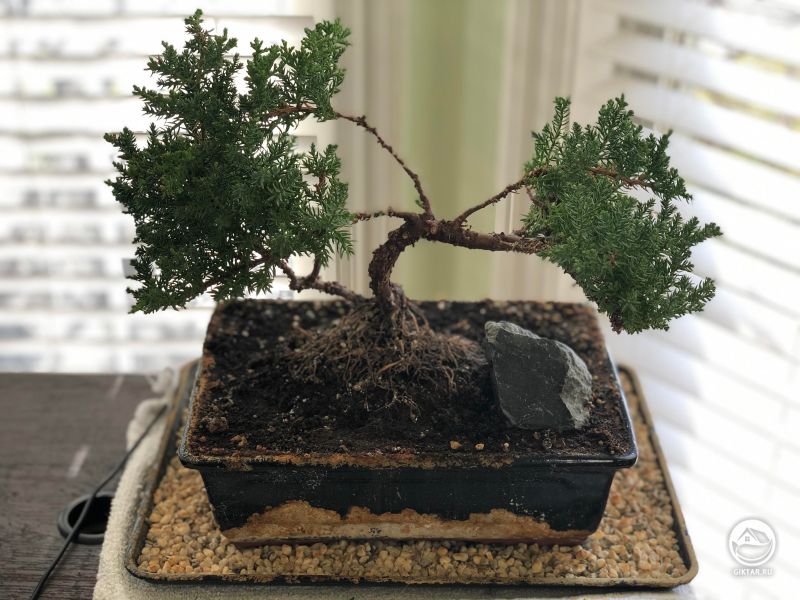 Можжевельник бонсай