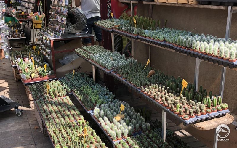Кактусы в Барселоне