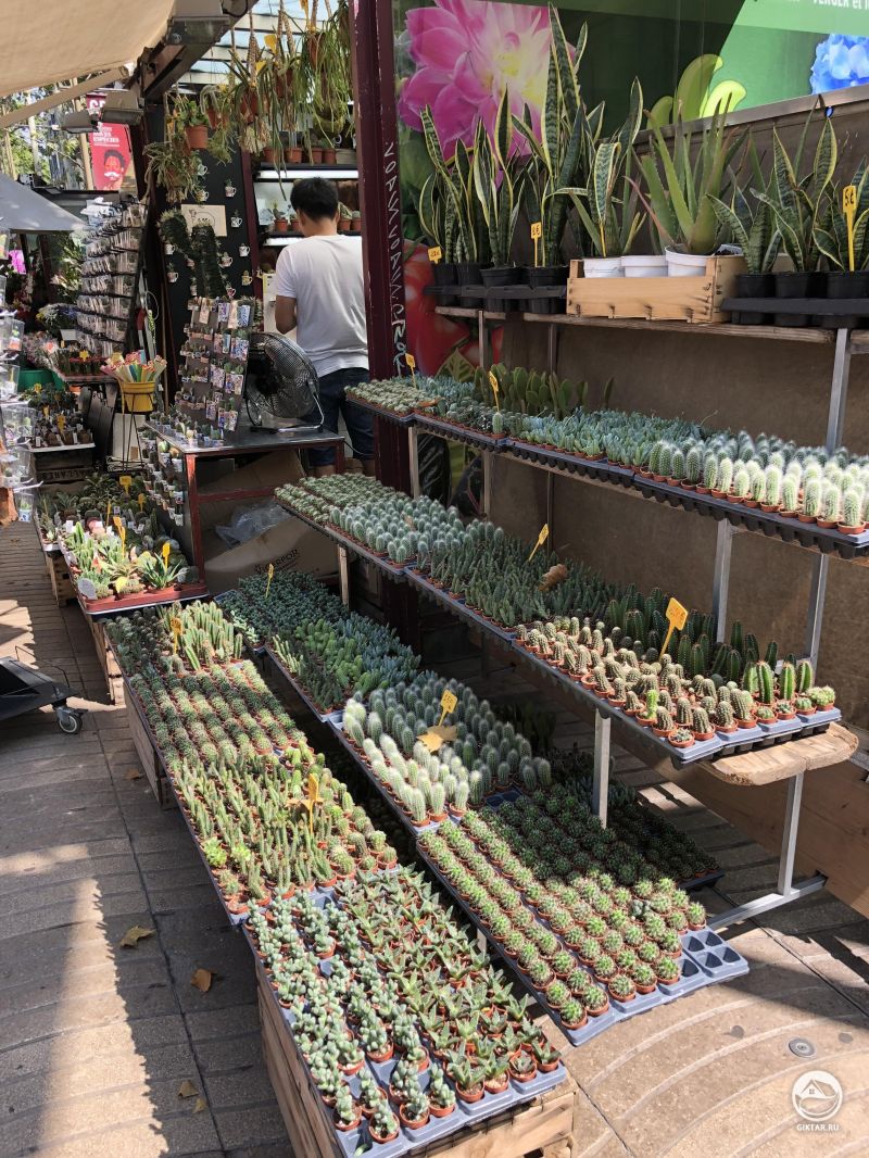 Кактусы в Барселоне