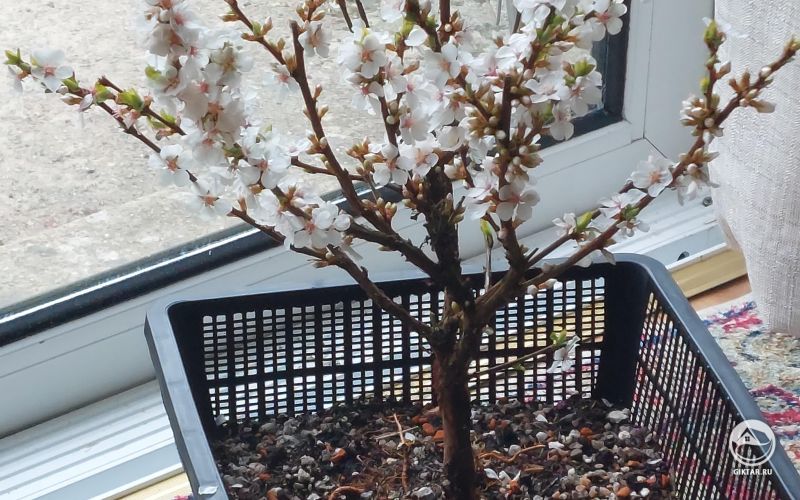 Войлочная вишня бонсай: цветение