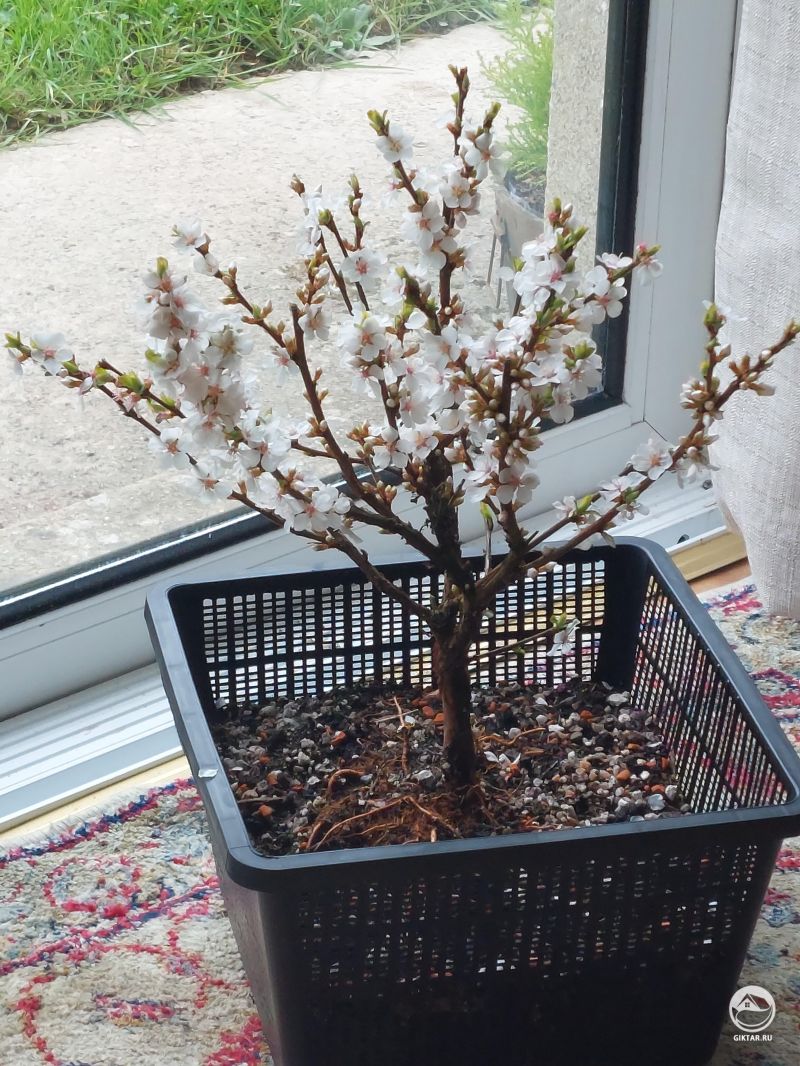 Войлочная вишня бонсай: цветение