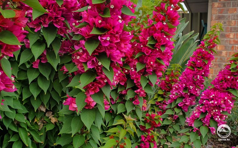 Бугенвилея в цветах