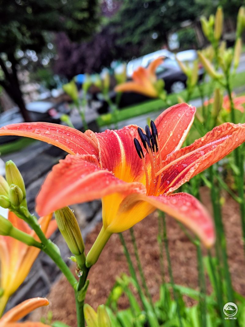 Капли росы на лилейнике