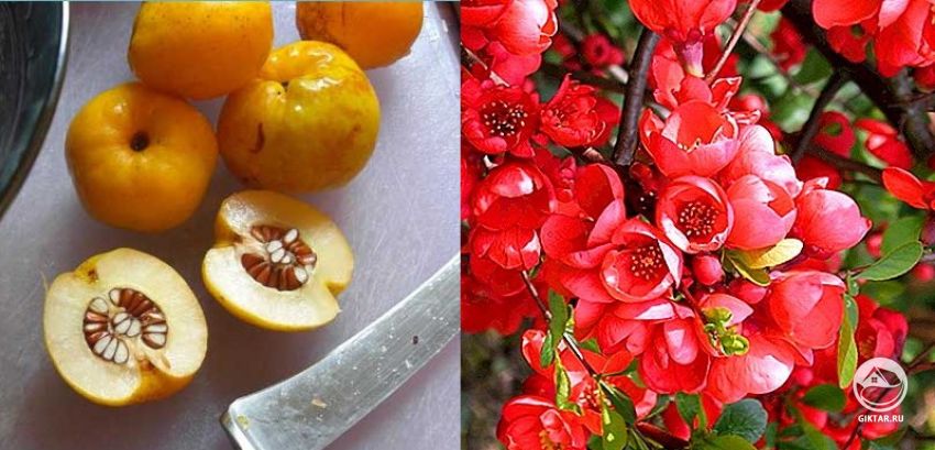 Размножение айвы семенами Размножение айвы японской семенами из плодов