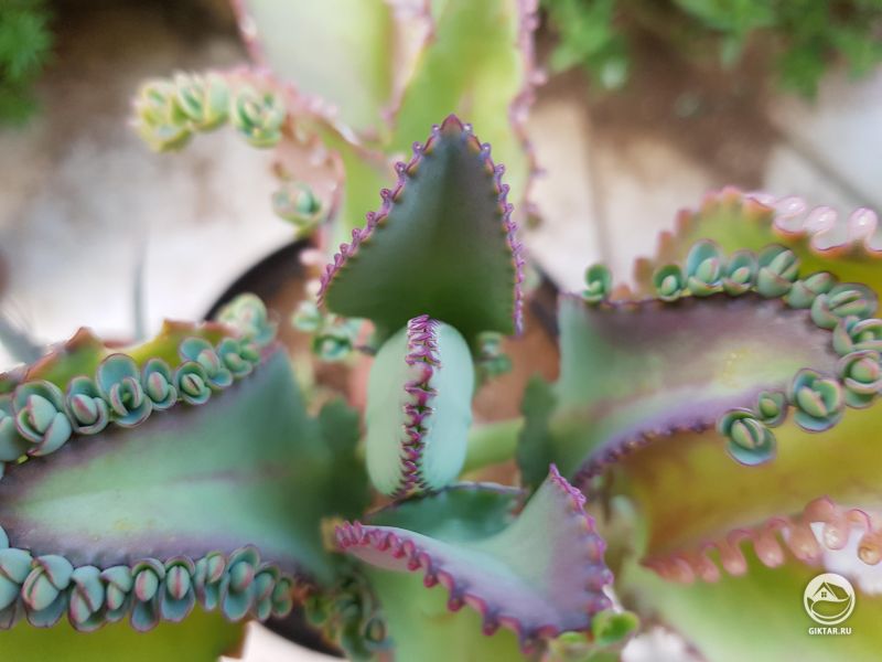 Каланхоэ дергемона с розовым оттенком листьев