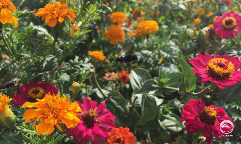 Добро пожаловать , пчелы.