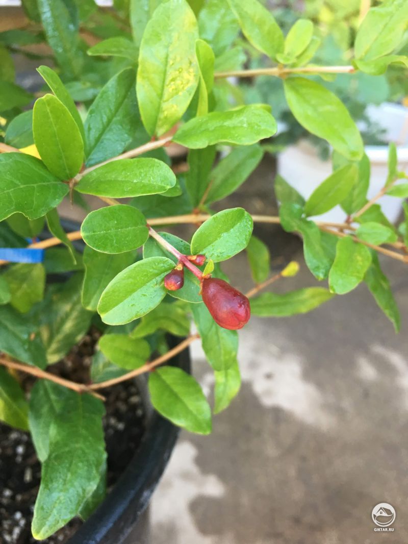 Первый бутон на моем гранатовом дереве после обрезки!!