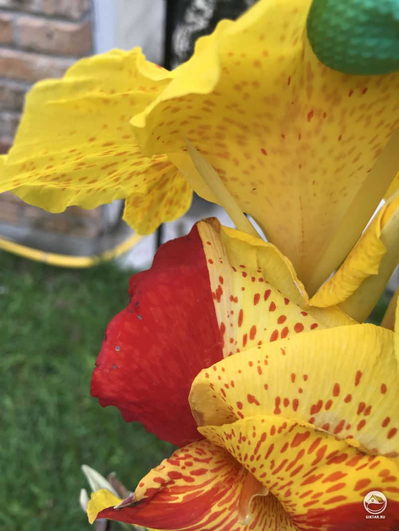 Эта Канна обычно цветет желтыми с красными пятнами, но в этом году она решила сделать половину красным, а половину желтым с пятнами.