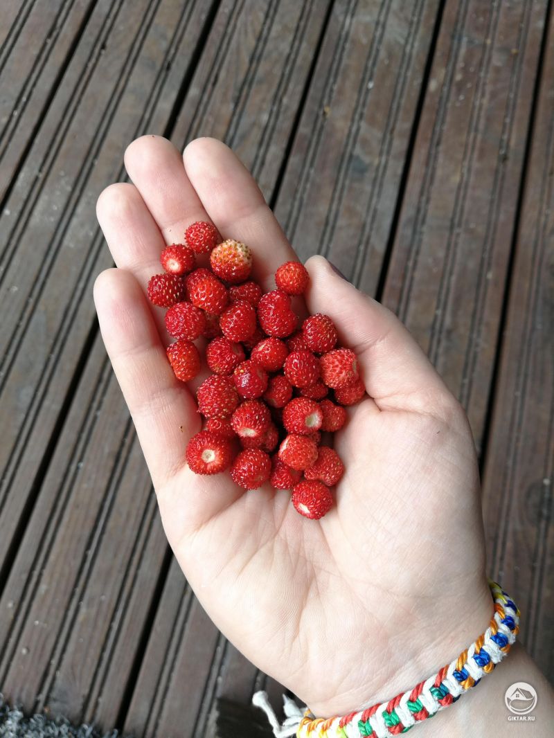 Первая земляника с моего огорода в этом году, я так горжусь!