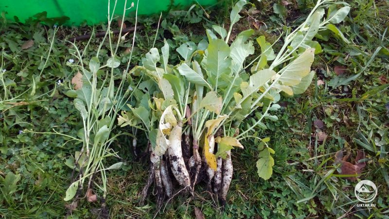 Мой урожай дайкона