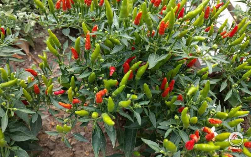 Перцы чили
