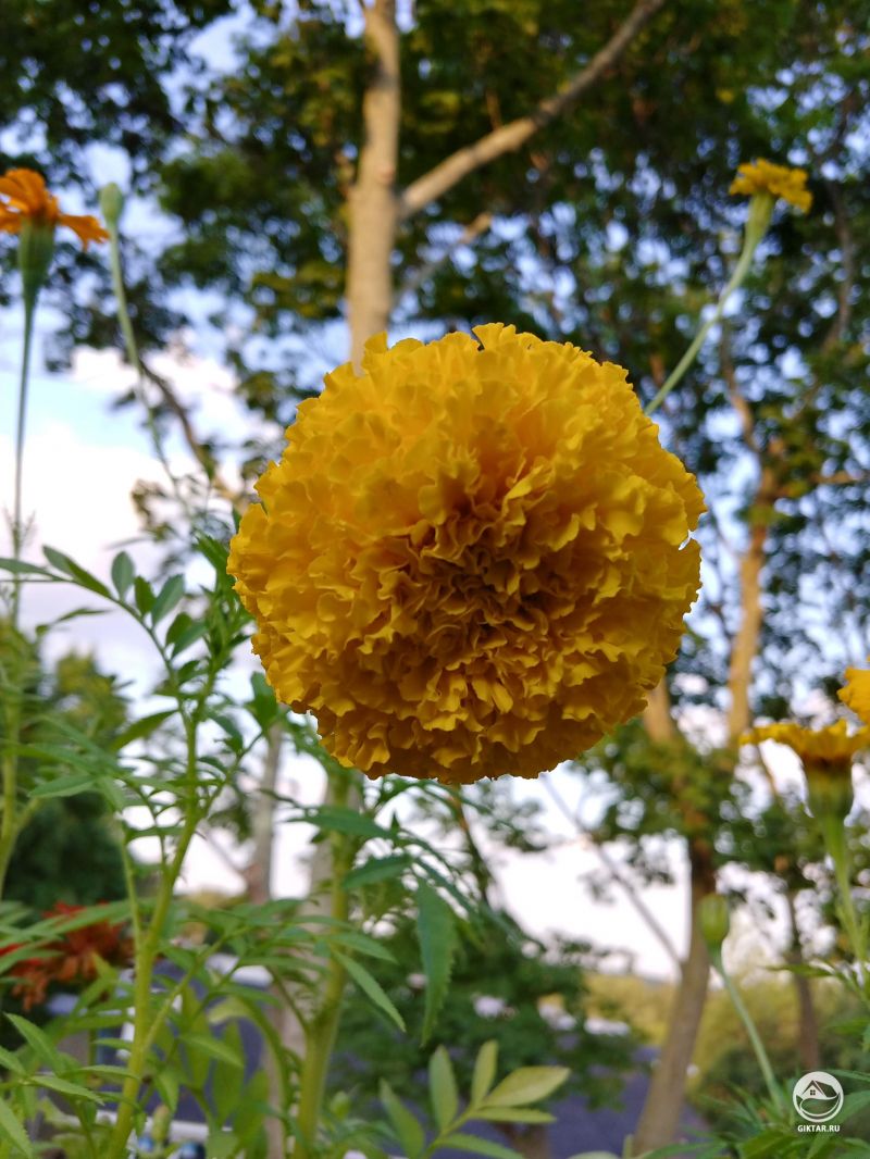 Гигантские бархатцы!