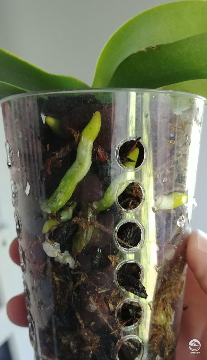 Фаленопсис с новыми воздушными корными.