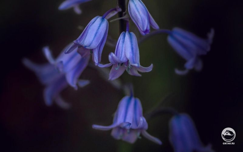 Гиацинтоидес