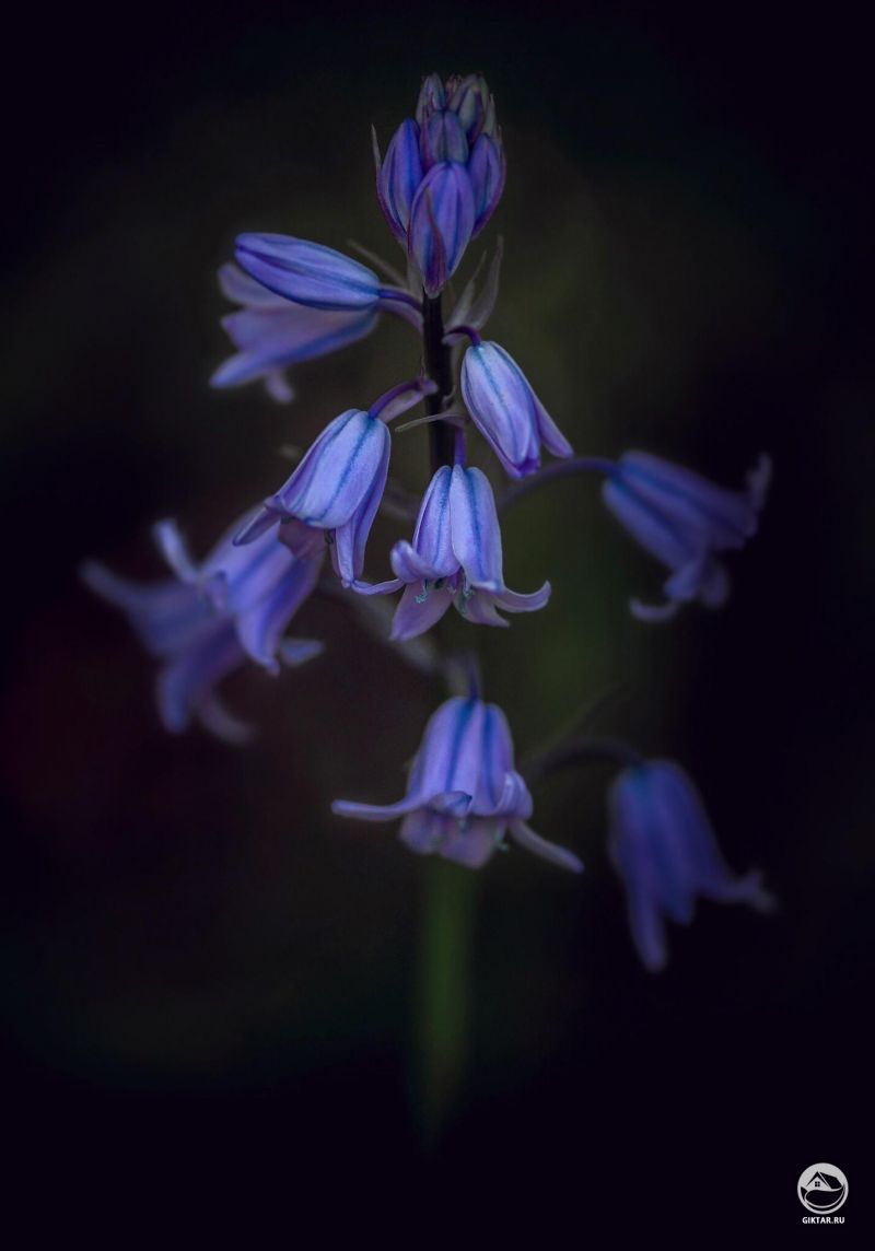 Гиацинтоидес