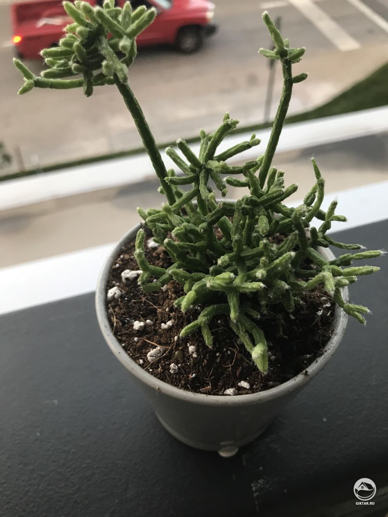 Мой новый кактус - рипсалис или прутовник